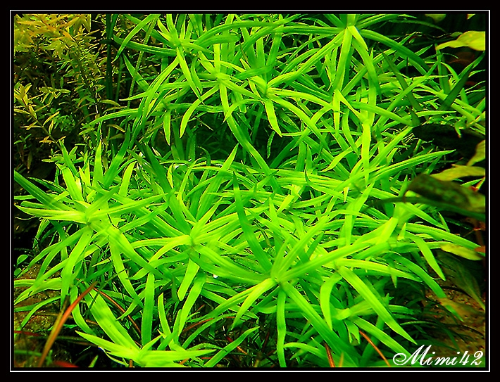 Heteranthera zosterifolia (Hétéranthère à feuilles de zostère) 090511084950675963642289