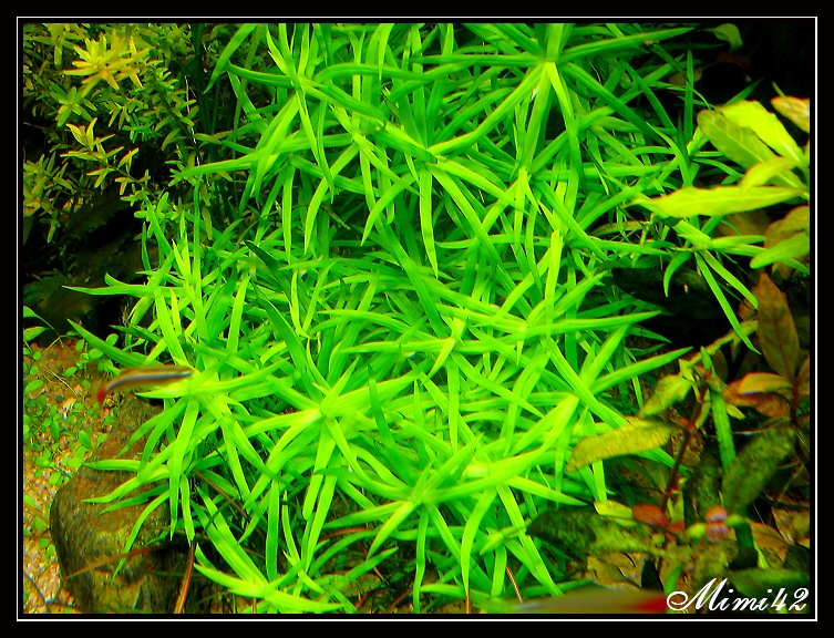 Heteranthera zosterifolia (Hétéranthère à feuilles de zostère) 090511085350675963642318