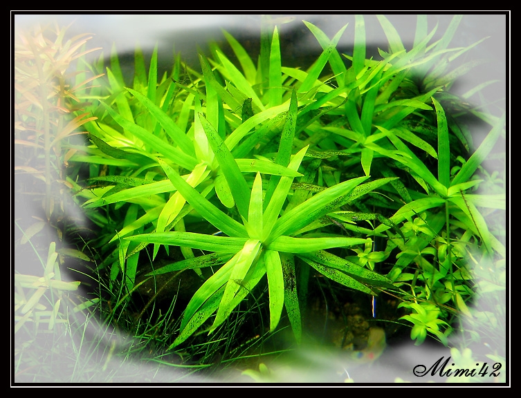Heteranthera zosterifolia (Hétéranthère à feuilles de zostère) 090511085356675963642320