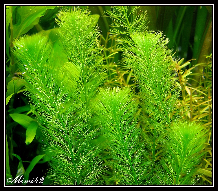 myriophyllum aquaticum 090511085417675963642326