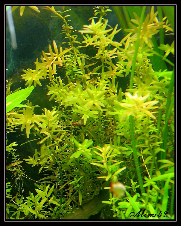 Rotala indica 090511085436675963642331