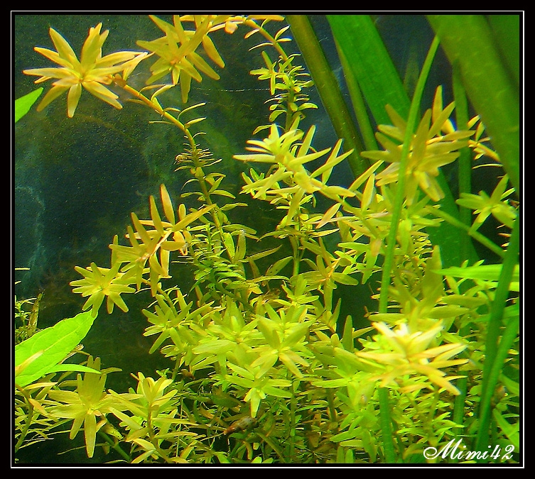 Rotala indica 090511085443675963642334