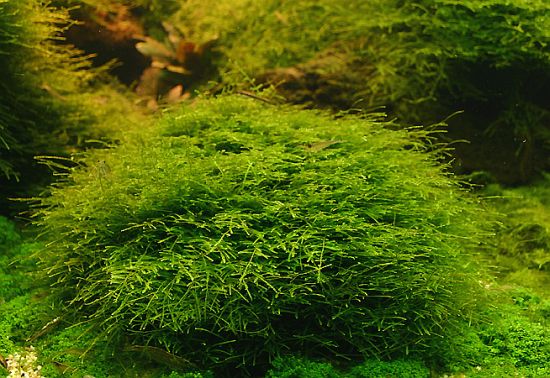 Fiches: Plantes aquatiques 090511094458592323638193