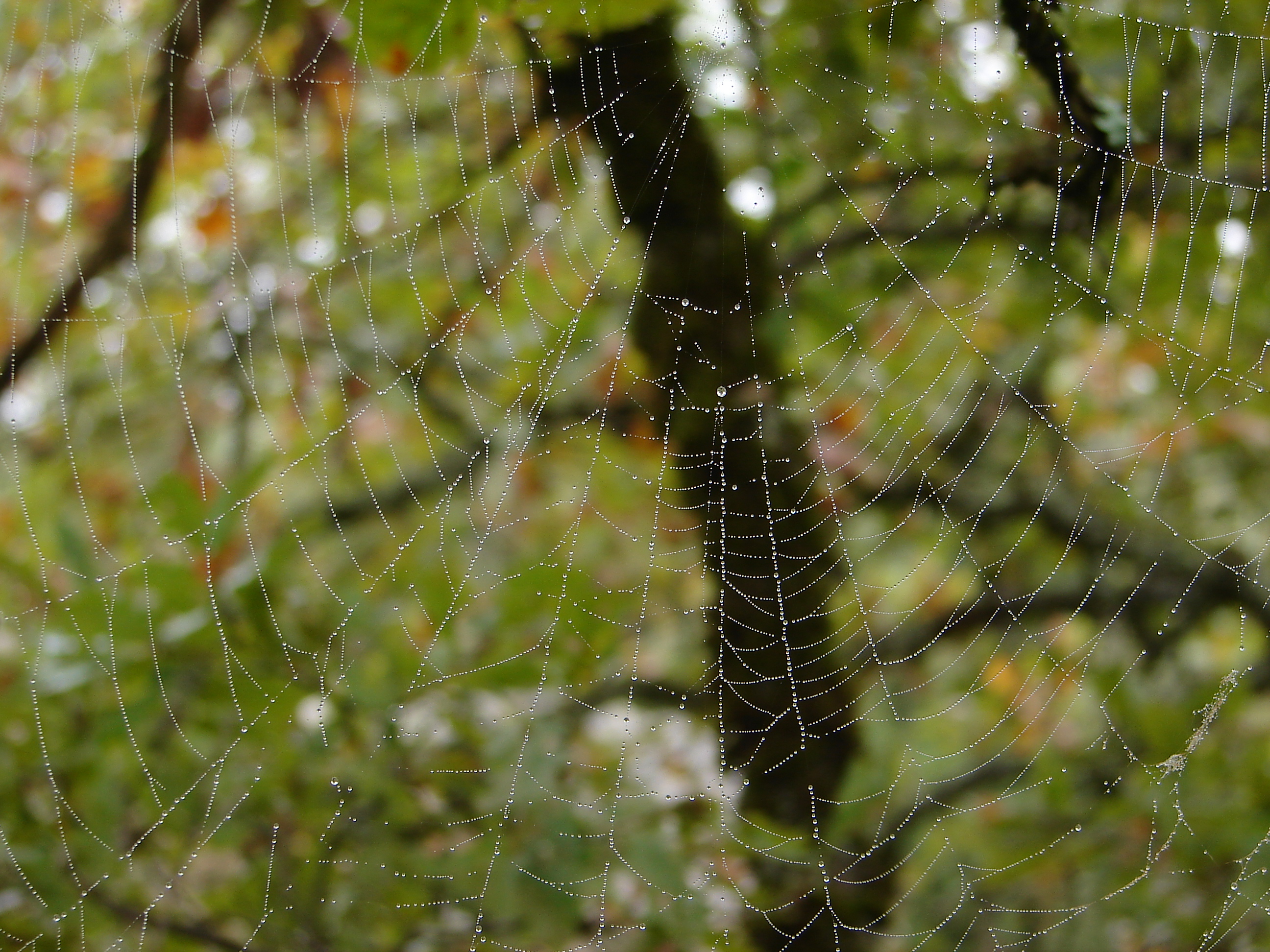 captur&Atilde;&copy;es 2006-10-29 00004