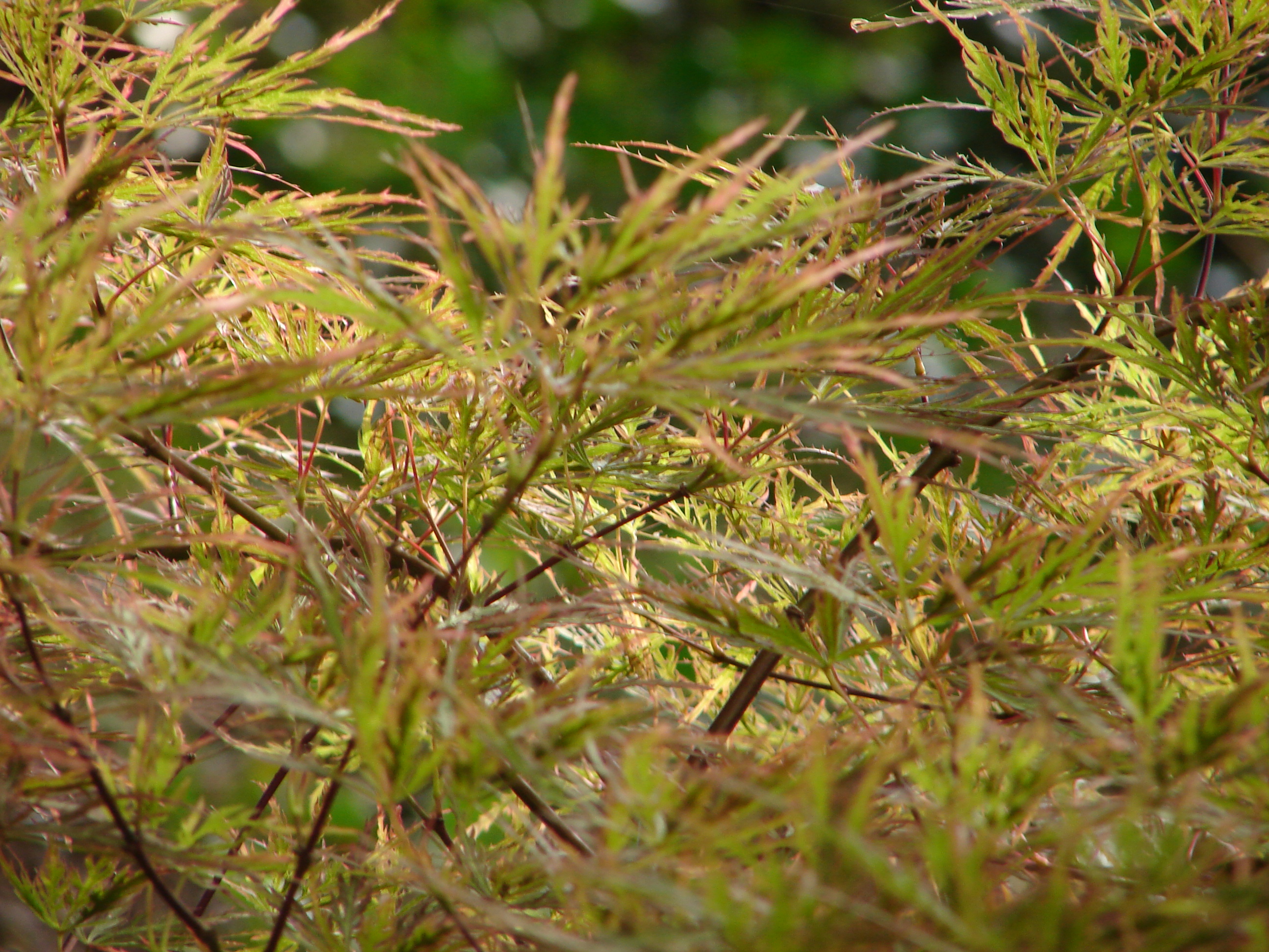 captur&Atilde;&copy;es 2006-8-13 00040