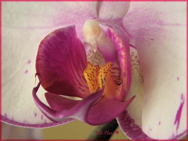 Image hébergée par Casimages.com : votre hébergeur d images simple et gratuit