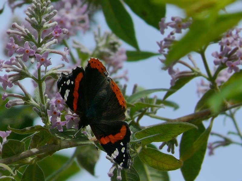 papillon et araignée 090514103449554553657457