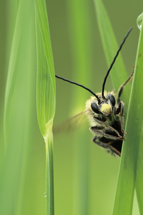 Eucera longicornis ??? 090516041526281863671063