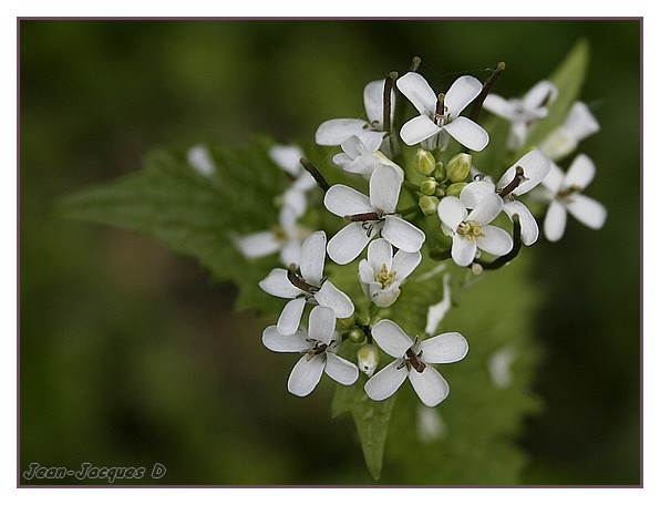 Fleur Blanche des bois - L'Avesnois en Photos