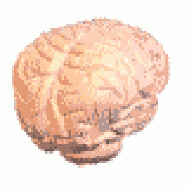 cerveau_21204