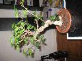 Premier bonsai "ficus ginseng" Mini_090521072558512273705232