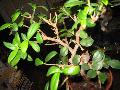 ficus ginseng - Premier bonsai "ficus ginseng" Mini_090521072637512273705237