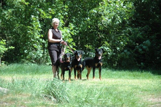 Mozart Beauceron de 1 an 090522080543646623712239