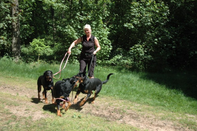 Mozart Beauceron de 1 an 090522081426646623712314