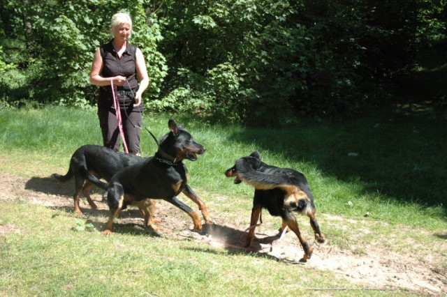 Mozart Beauceron de 1 an 090522081913646623712348