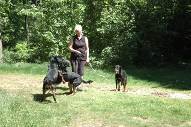 Mozart Beauceron de 1 an 090522082508646623712409