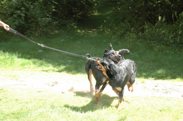 Mozart Beauceron de 1 an 090522084628646623712535