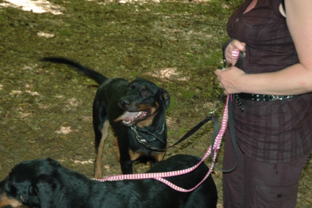 Mozart Beauceron de 1 an 090522085855646623712581