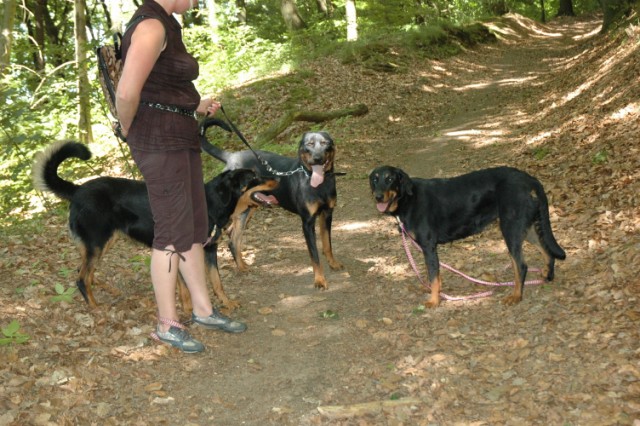 Mozart Beauceron de 1 an 090522091024646623712638