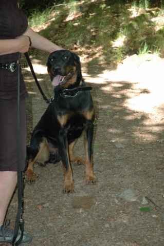 Mozart Beauceron de 1 an 090522091225646623712654