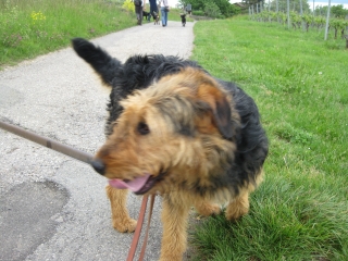 Sascha