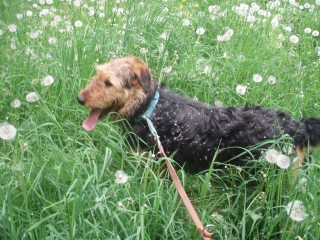 Sacha