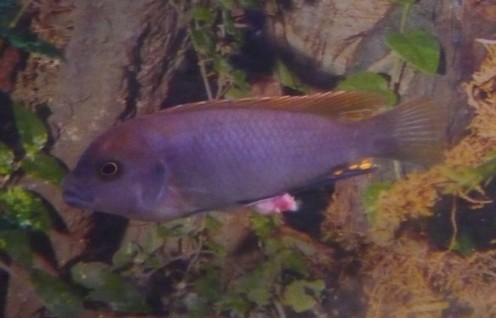 SOS Labidochromis Sp. Hongi Super Redtop 090525084715496413732864