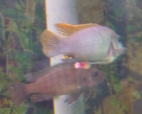 SOS Labidochromis Sp. Hongi Super Redtop 090525084715496413732865