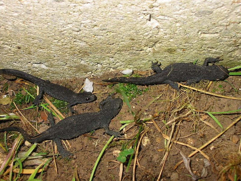 salamandres2006-n1