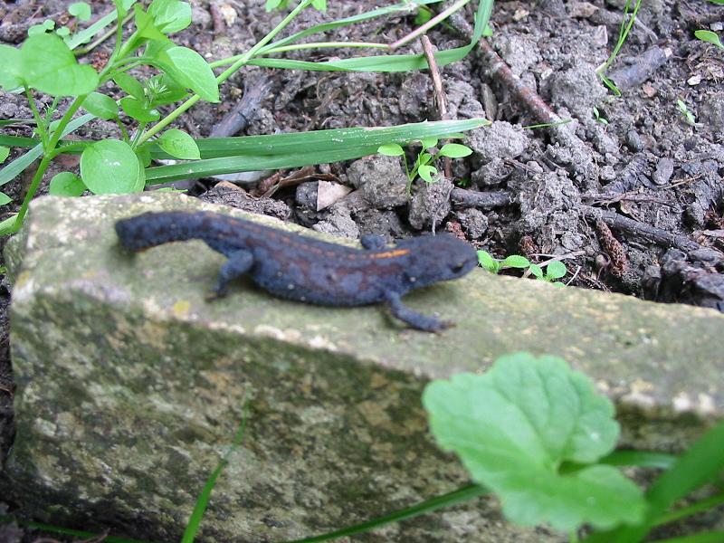 salamandre2009-n1