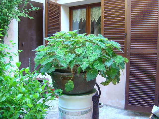Begonia bowerae var nigramarga (surement) 090526112713273943740411