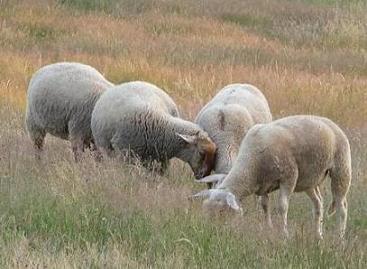 FAUNE moutons