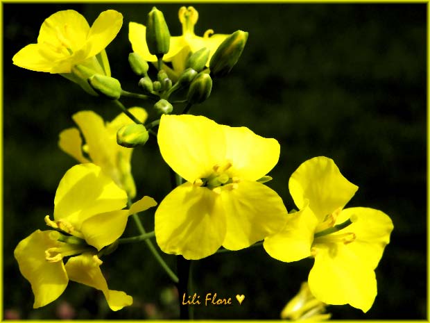 Image hébergée par Casimages.com : votre hébergeur d images simple et gratuit