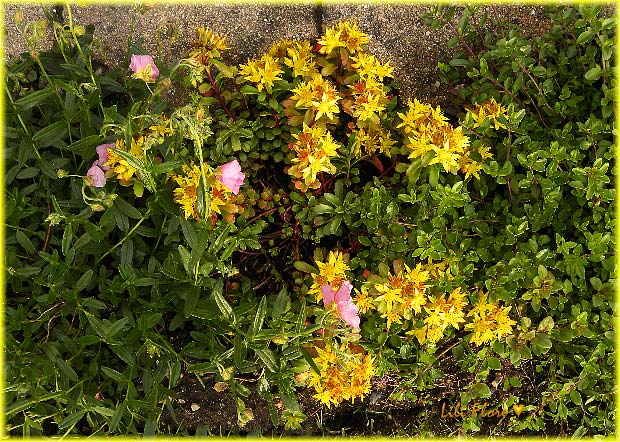 Image hébergée par Casimages.com : votre hébergeur d images simple et gratuit