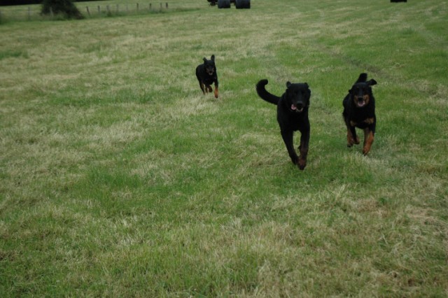 Pégase, beauceron de 8 ans - Page 2 090611072852646623843872