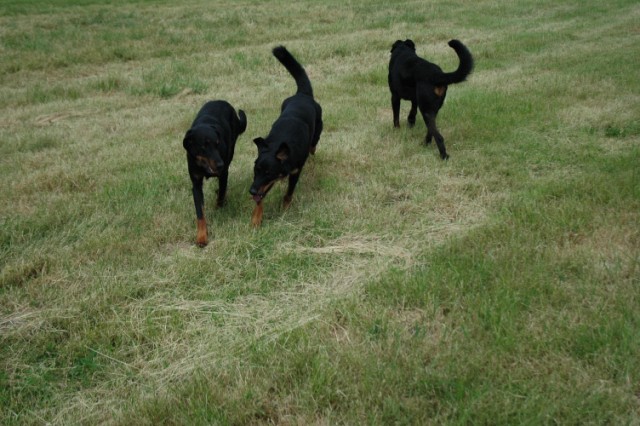 Pégase, beauceron de 8 ans - Page 2 090611073153646623843873