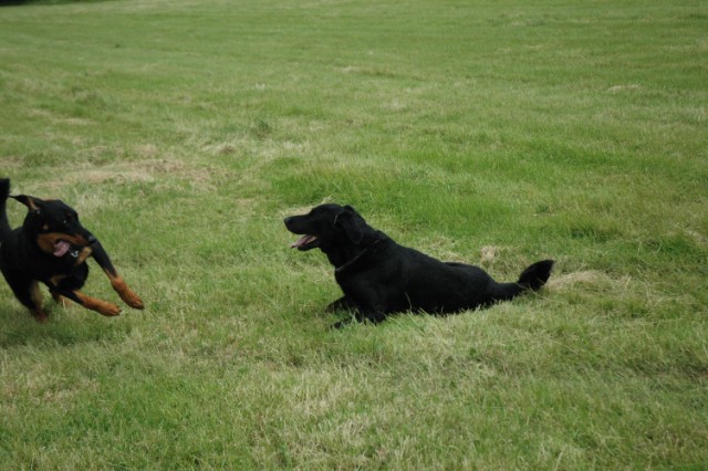 Pégase, beauceron de 8 ans - Page 2 090611073703646623843913