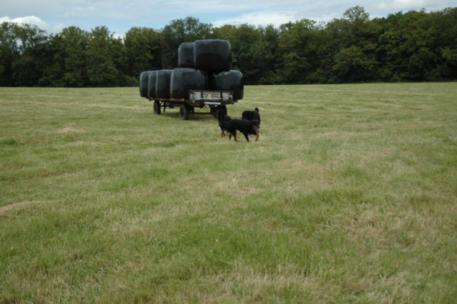 Pégase, beauceron de 8 ans - Page 2 090611073933646623843930