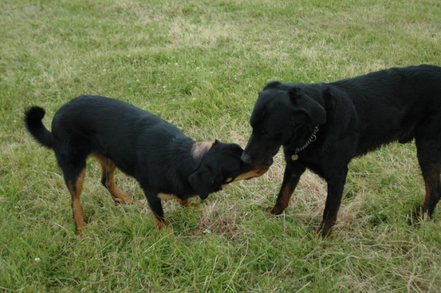 Pégase, beauceron de 8 ans - Page 2 090611074751646623843955