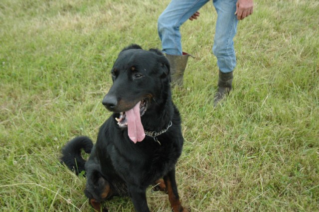 Pégase, beauceron de 8 ans - Page 2 090611074934646623843958