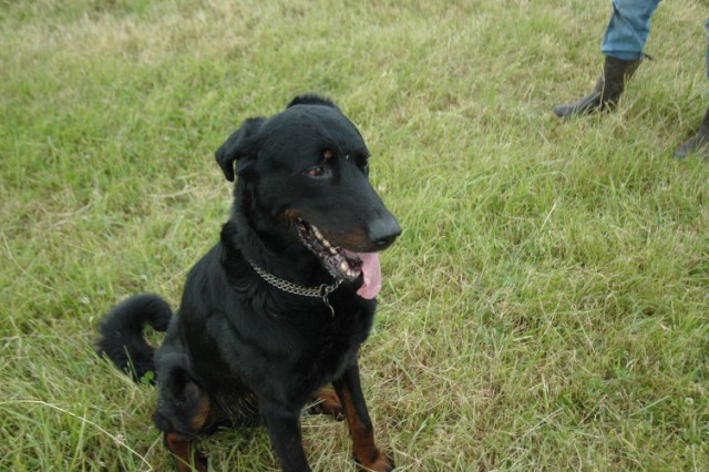 Pégase, beauceron de 8 ans - Page 2 090611075111646623843977