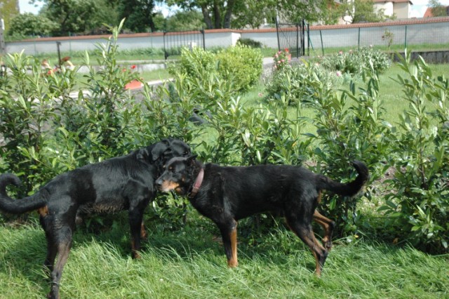 Pégase, beauceron de 8 ans - Page 2 090611080940646623848368