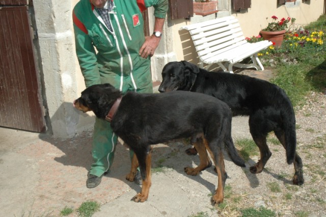 Pégase, beauceron de 8 ans - Page 2 090611082146646623848423