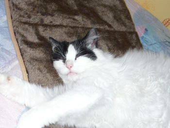 Léa, très belle angora noire et blanche, née en 2006 090612013250713853852576