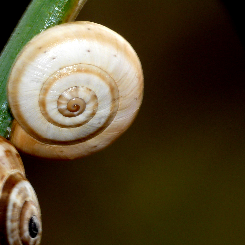 Série d escargots. 090612075501313943854747