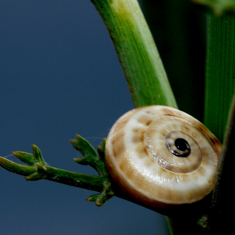 Série d escargots. 090612075606313943854754