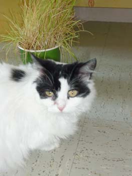 Léa, très belle angora noire et blanche, née en 2006 090613070419713853860810