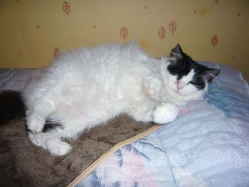 Léa, très belle angora noire et blanche, née en 2006 090613070419713853860811