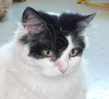 Léa, très belle angora noire et blanche, née en 2006 090613070420713853860815