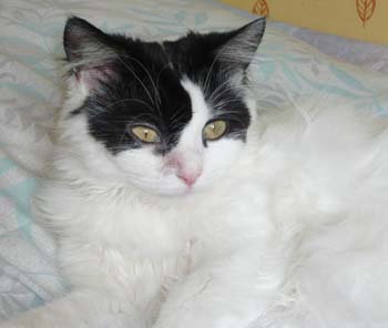 Léa, très belle angora noire et blanche, née en 2006 090613070420713853860818
